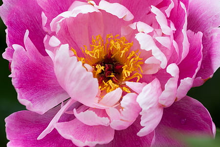 closeup photography of pink peony flower