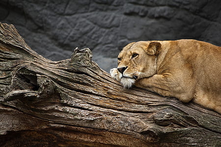 brown lioness on log at daytime