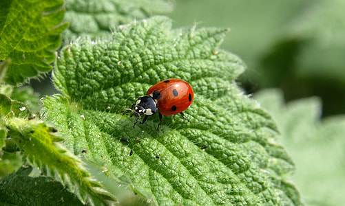 close up photo of spotted ladybug on green leaf