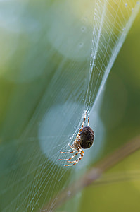 shallow focus photography of brown barn spider on web