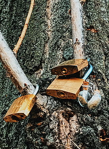 Three Brass Padlocks on Tree Branch