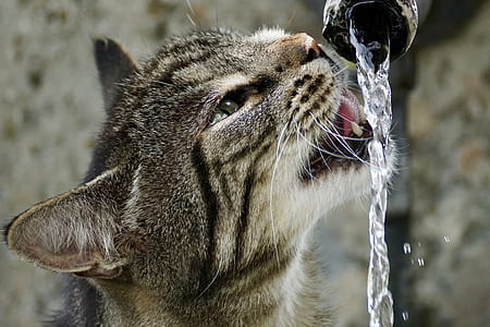 close up photograph of silver cat drinking water on faucet