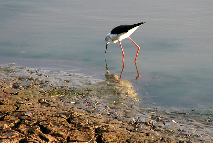 White and Black Long-beaked and Long Legged Bird on Body of Water Photography