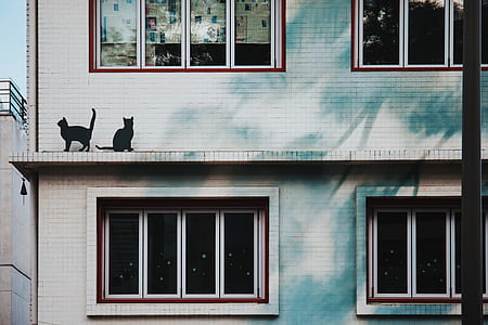 two black cats on gray painted building beside window