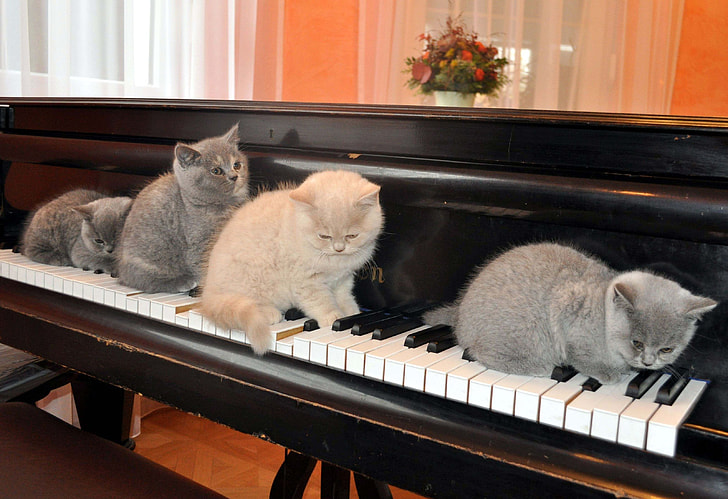 four Persian cats on piano