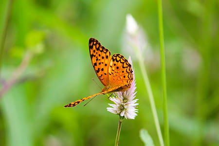 gulf fritillary butterfly perching on white flower during daytime in close-up photography