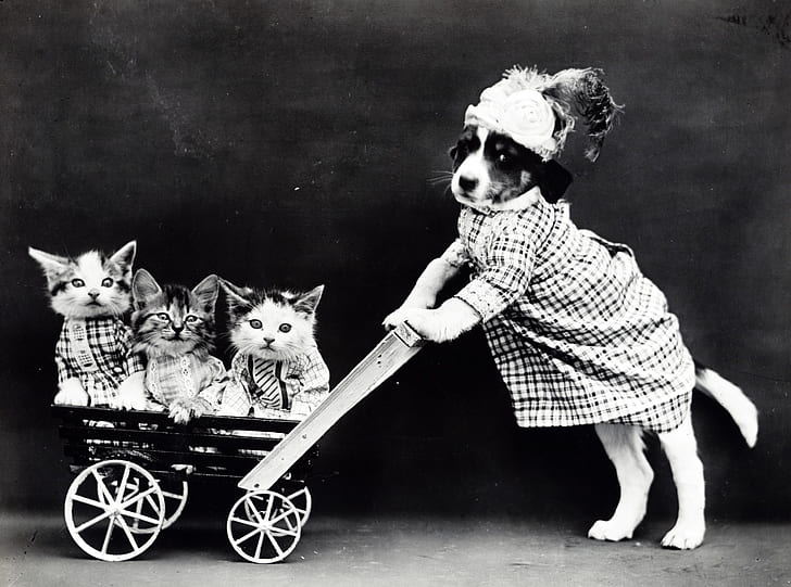 photo of dog wearing dress holding push kart with three kittens