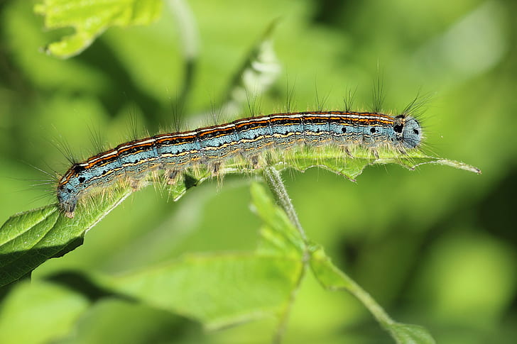 forest tent caterpillar perched on green leaf plant in closeup photography