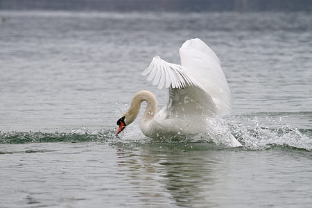 white swan on ocean during daytime