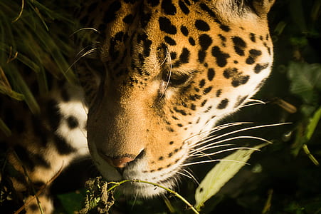 photo of leopard behind green leaves during daytime