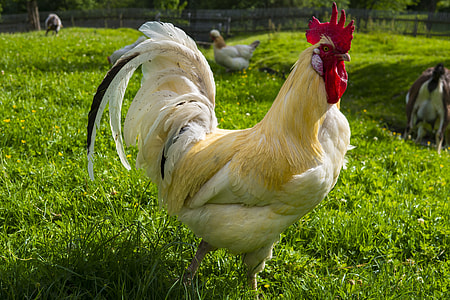 white rooster surrounding by grass during daytime