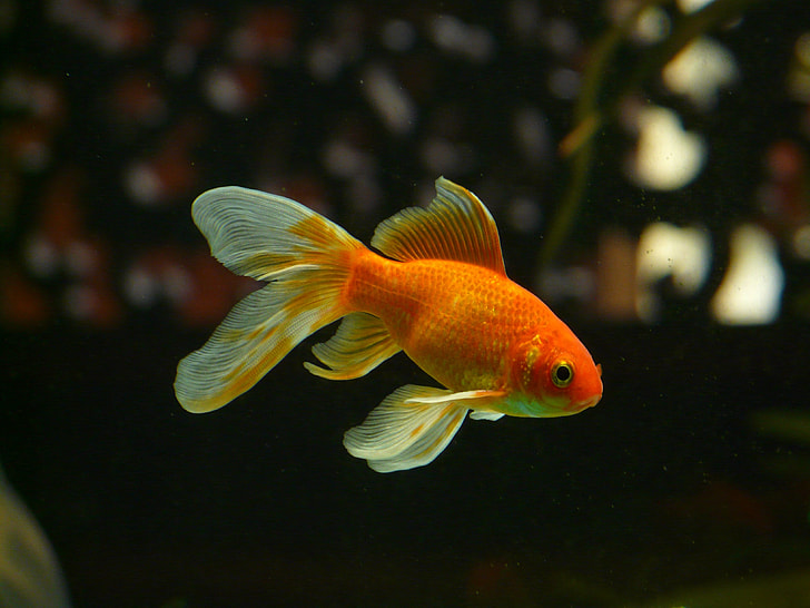 gold and white fish