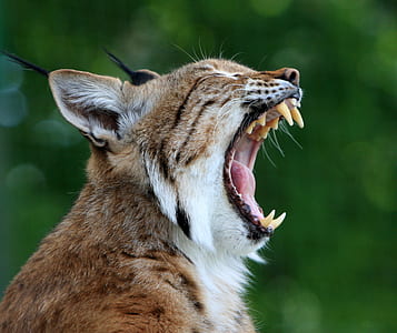 selective focus photography of cougar yawning