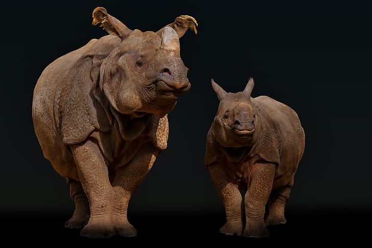 two brown rhino