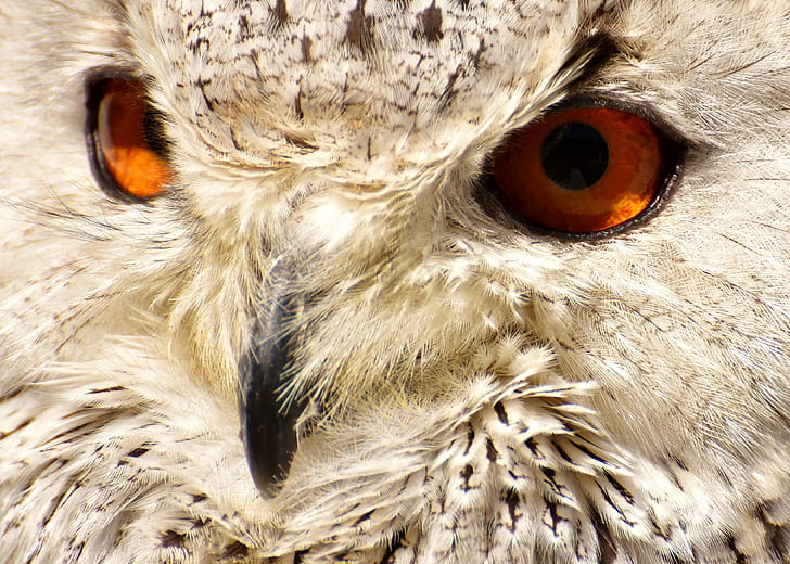 closeup photography of owl face