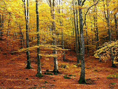 yellow tree on forest