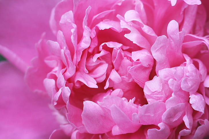 closed up photo of pink peony