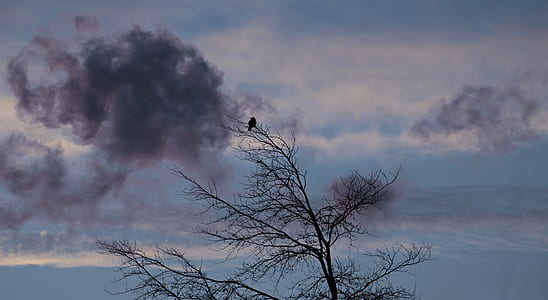 black bird breach on top of withered tree