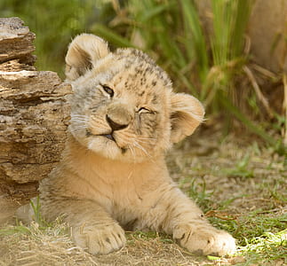 wildlife photography of cub