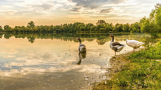 photo of two gray and one white ducks near body of water