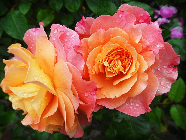 photo of two orange roses