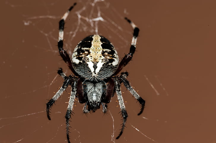 black and brown spider