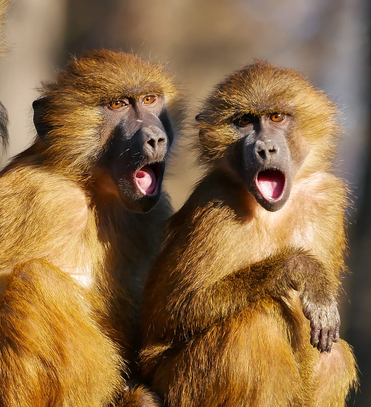two brown apes with opened mouths