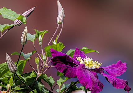 closeup photography of purple clematis flower