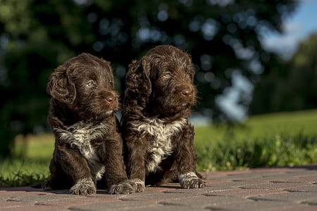two long-coated brown puppies