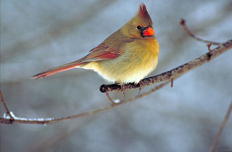 brown and yellow cardinal bird