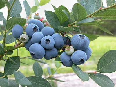 blue berry tree