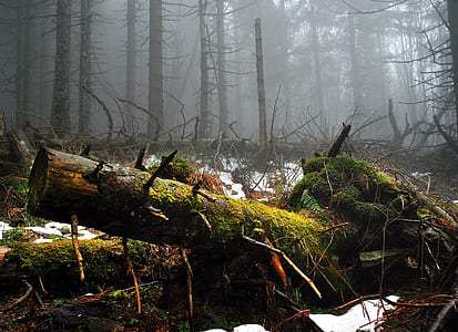foggy forest scenery