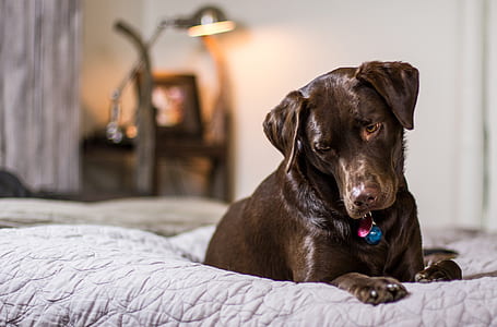 adult chocolate Labrador retriever on bed