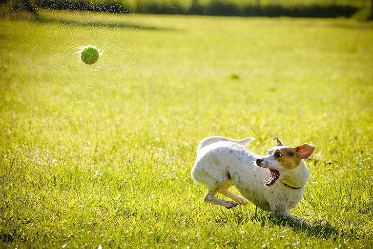 white dog catching ball during day time