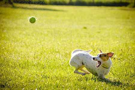 white dog catching ball during day time
