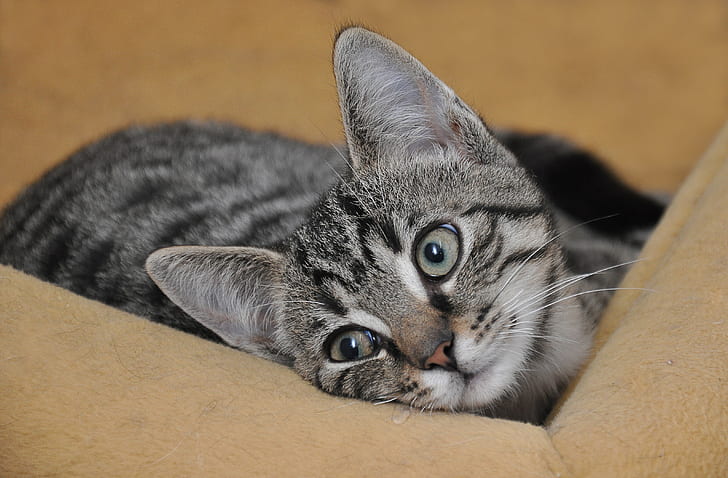 grey tabby cat on beige pet bed