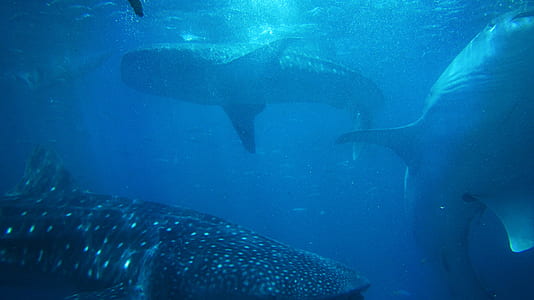 underwater shoal of sharks