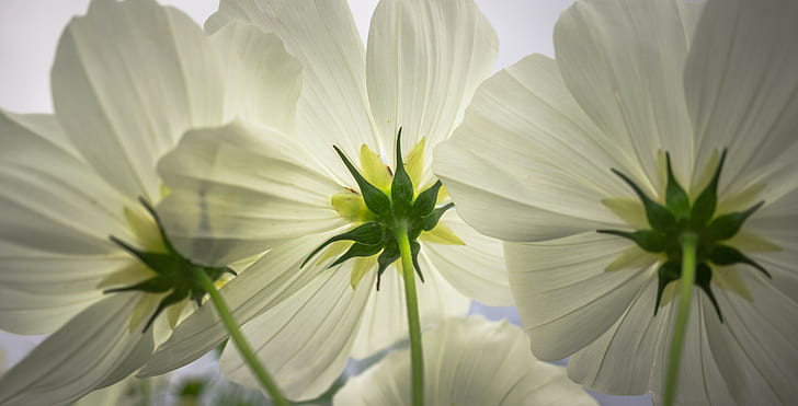 close up photography of white petal flowers