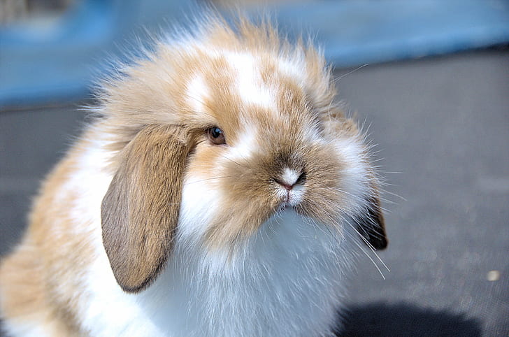 closeup photo of white and brown rabbit