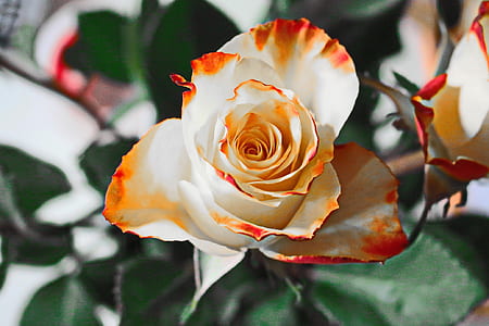 closeup photography of white with orange tip rose flower