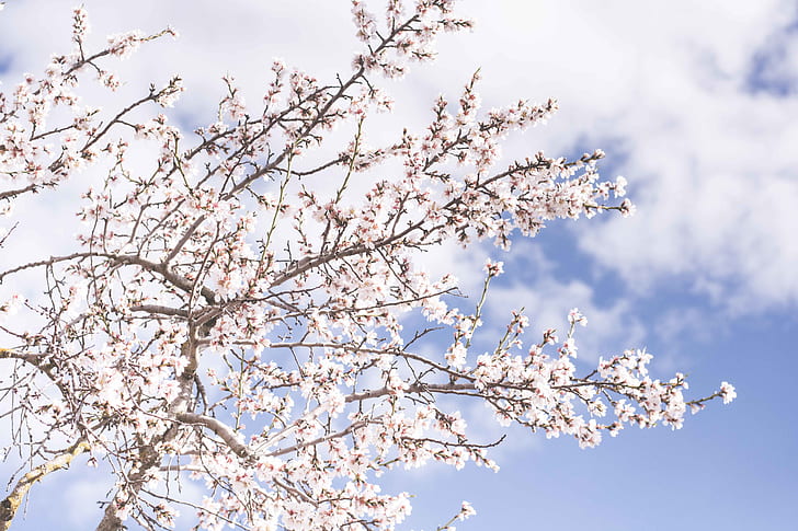 low angle photo of white cherry blossoms at daytime