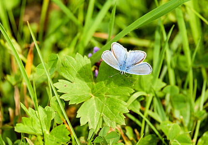 silver studded blue butterfly perched on green leaf plant