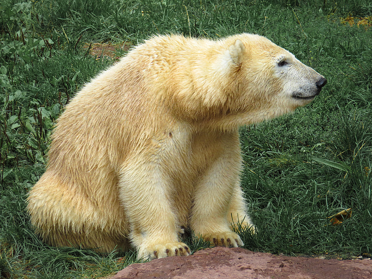 polar bear sitting on grass