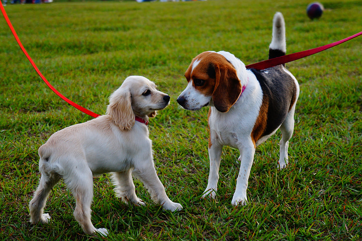 adult white, black, and brown beagle and brown English cocker spaniel puppy