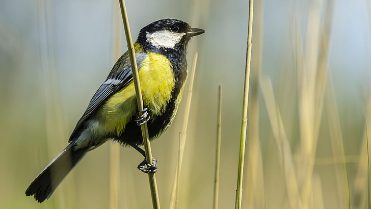 selective focus photo of yellow and black bird