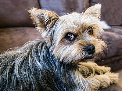 adult black and tan Yorkshire terrier prone lying on sofa