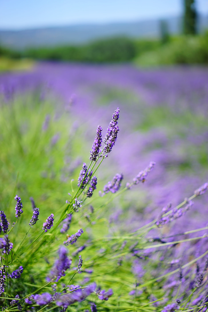 shallow depth of field photo of lavender
