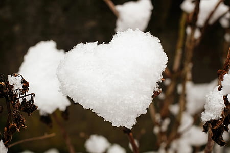 heart-shaped cotton flower