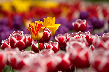 red, yellow, and purple tulip flower field