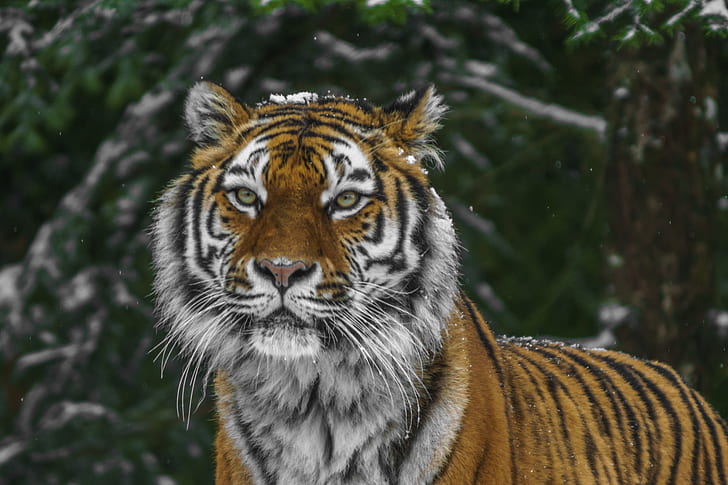 tilt lens photography of tiger during daytime